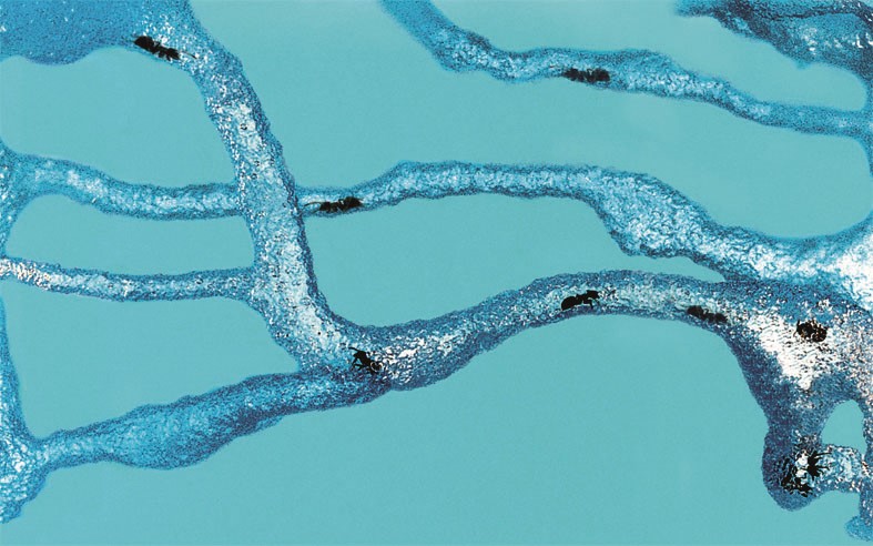 T8KY00001593-04 blank